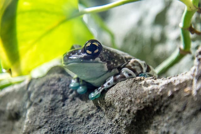 frog