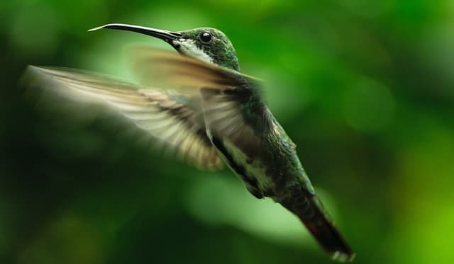 hummingbirds