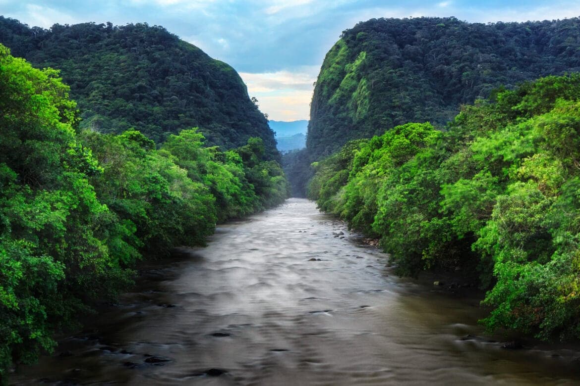 Medical Treasures of the Jungle: How Amazonian Plants Heal People