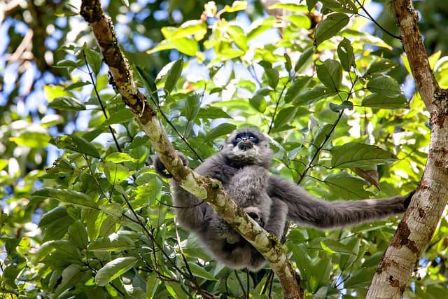gibbons
