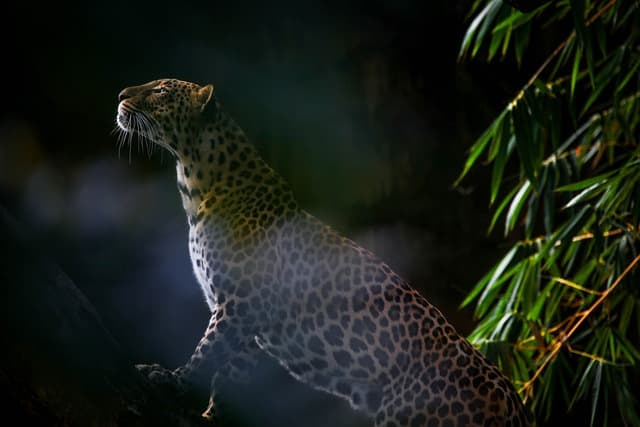 Forest Cats of Southeast Asia: Secretive Predators