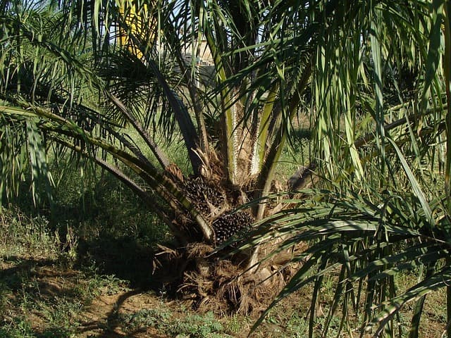 Palm Oil is Destroying Borneo’s Rainforests