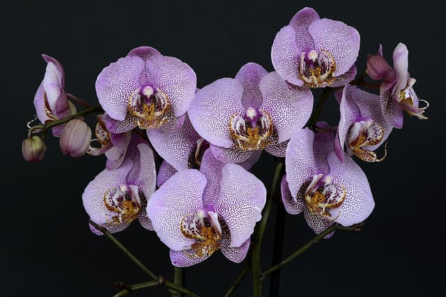 Orchids of Borneo: Flowers that Almost No One Has Ever Seen