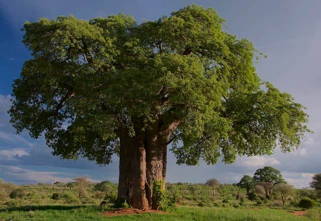 tree